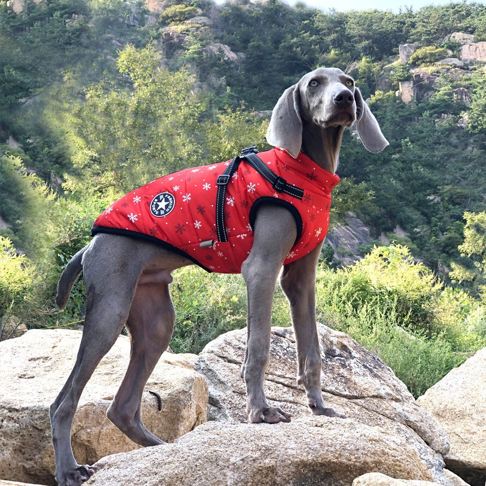 Waterproof & Reflective Padded Dog Coat